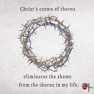 crown of thorns